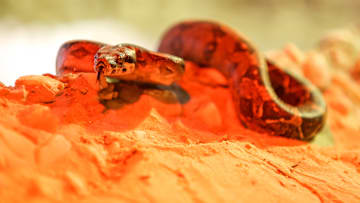 Red-tailed boa constrictor and three chinchillas are brought to Bursa Zoo
