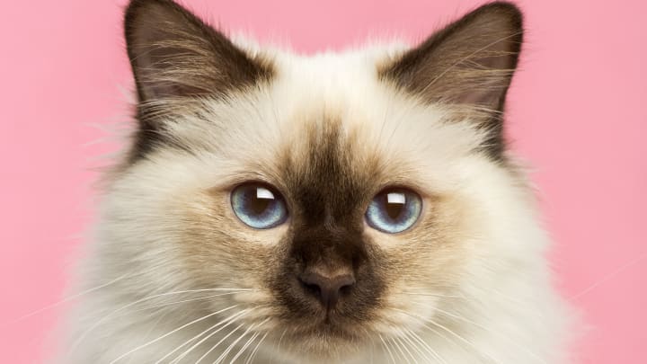 A beautiful Birman cat.