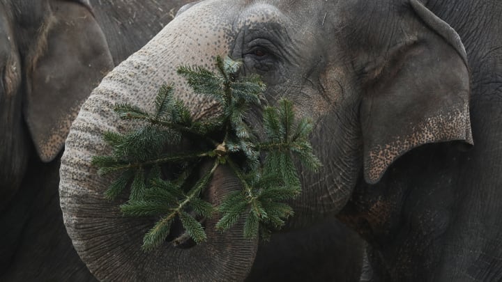 An elephant at the Berlin Zoo enjoying an old Christmas tree.