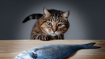 Tortoiseshell Tom Cat creeps on to the kitchen table with a fresh fish