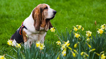 First signs of Spring as a basset hound sits on a lawn with...
