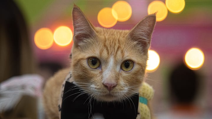 A Ginger Moggy cat takes part during the Ginger Cat Contest...