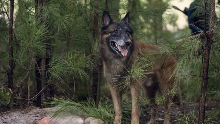 Dog - The Walking Dead _ Season 10, episode 18 - Photo Credit: Eli Ade/AMC