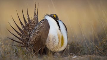 A male greater sage-grouse performing his mating display.