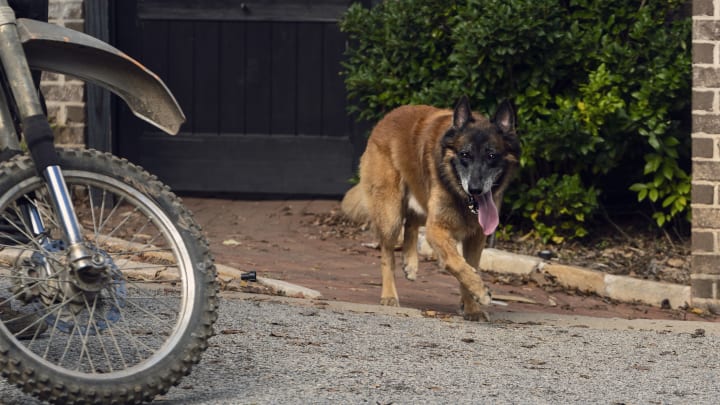 Dog - The Walking Dead _ Season 10, Episode 21 - Photo Credit: Eli Ade/AMC