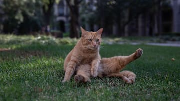 Feral cats of the National Presidential Palace in Mexico
