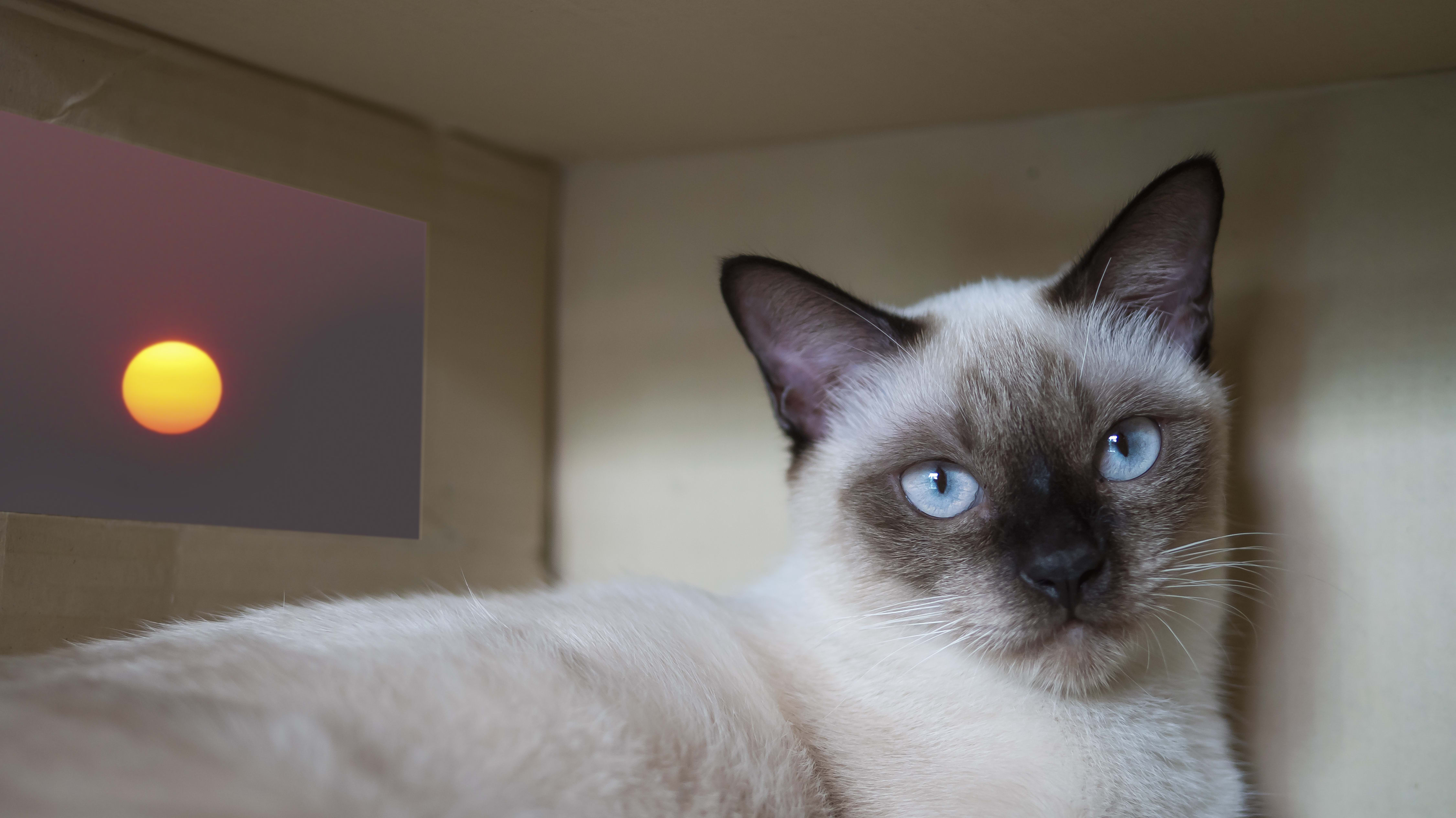 13 Facts About Siamese Cats, image size:4501x2528