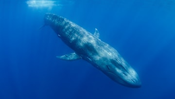 These majestic creatures keep the ocean under control in many ways.
