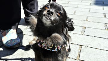 11th Annual Running Of The Chihuahuas