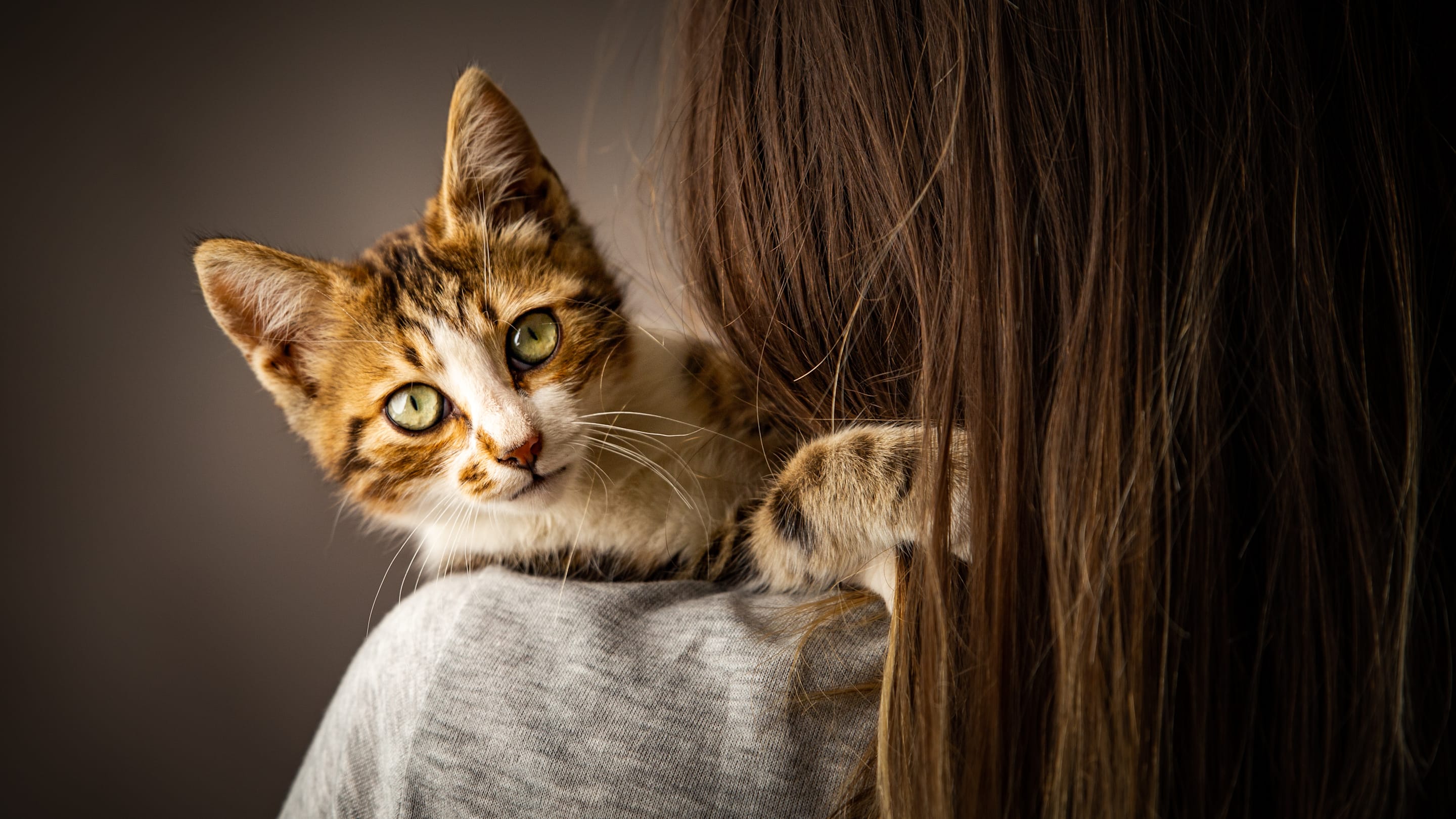 Why Is My Cat Chewing on My Hair?