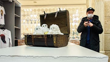 A customer stands behind a counter with Hedwig stuffed toy...