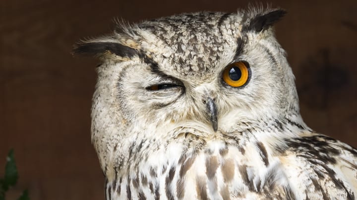 An Indian eagle-owl.