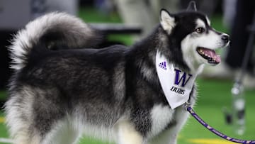 Jan 8, 2024; Houston, TX, USA; Washington Huskies live mascot Dubs II before the start of the 2024 College Football Playoff national championship game at NRG Stadium. Mandatory Credit: Thomas Shea-USA TODAY Sports