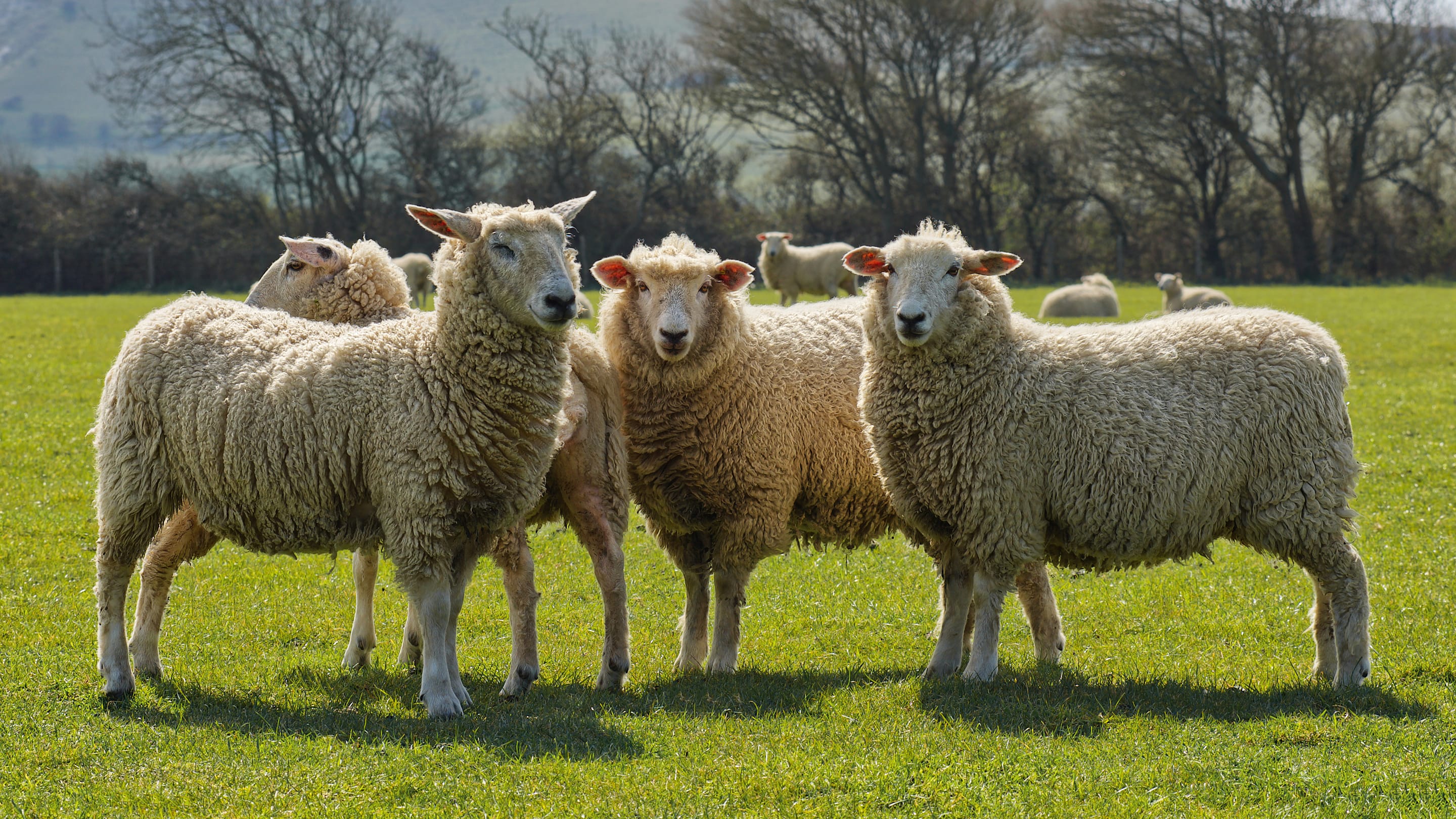 11 Animals That Can Purportedly Predict the Weather