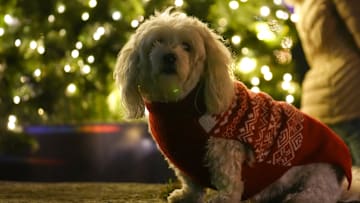 Tree lighting ceremony in Toronto