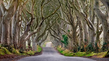 Ireland's Dark Hedges, a row of beech trees curved over a road