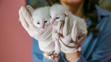 This year's first kittens of Van cats