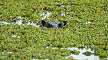 Wild life in Tanzania