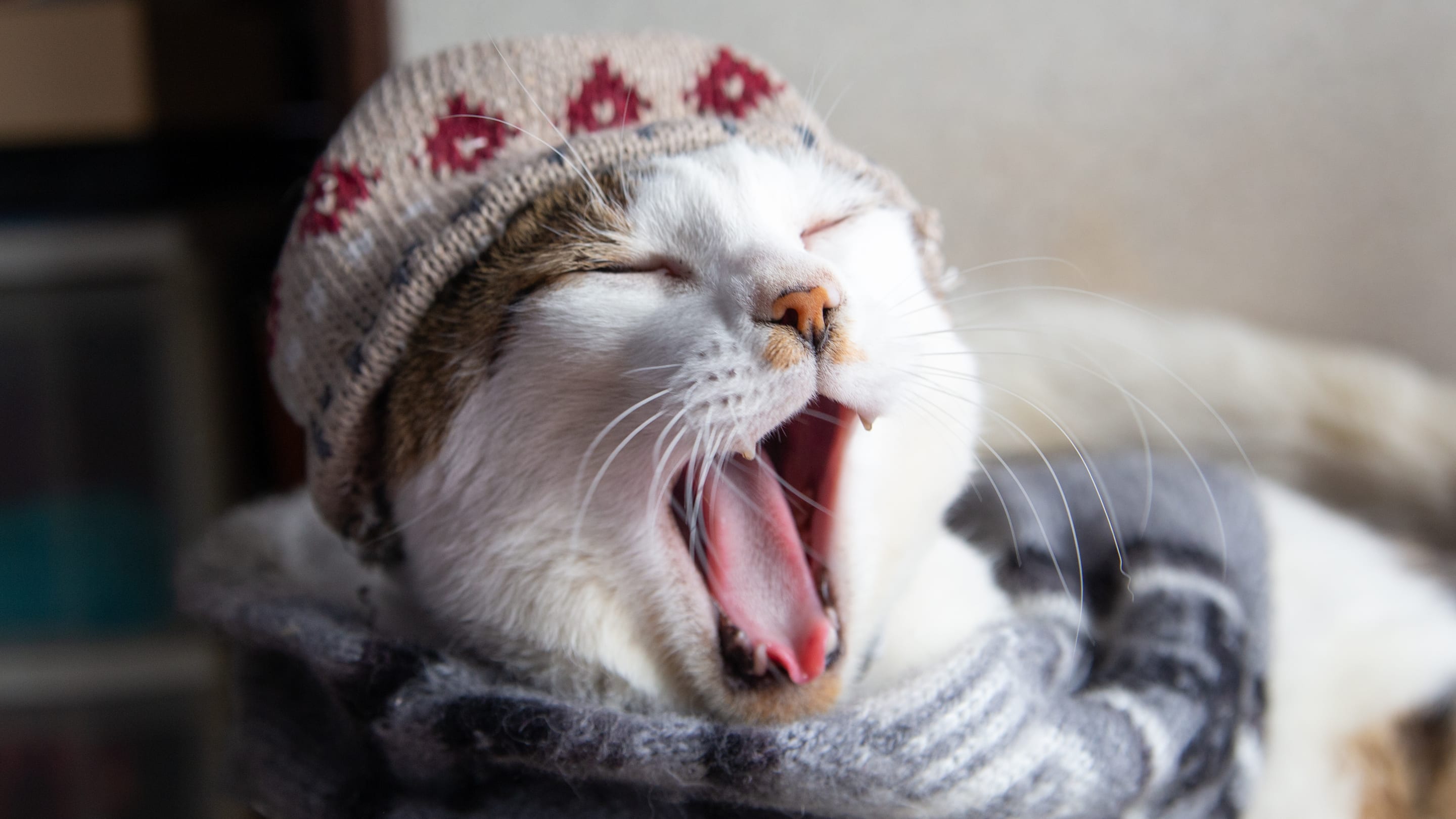 Why Scientists Are Crocheting Adorable Wool Hats for Cats
