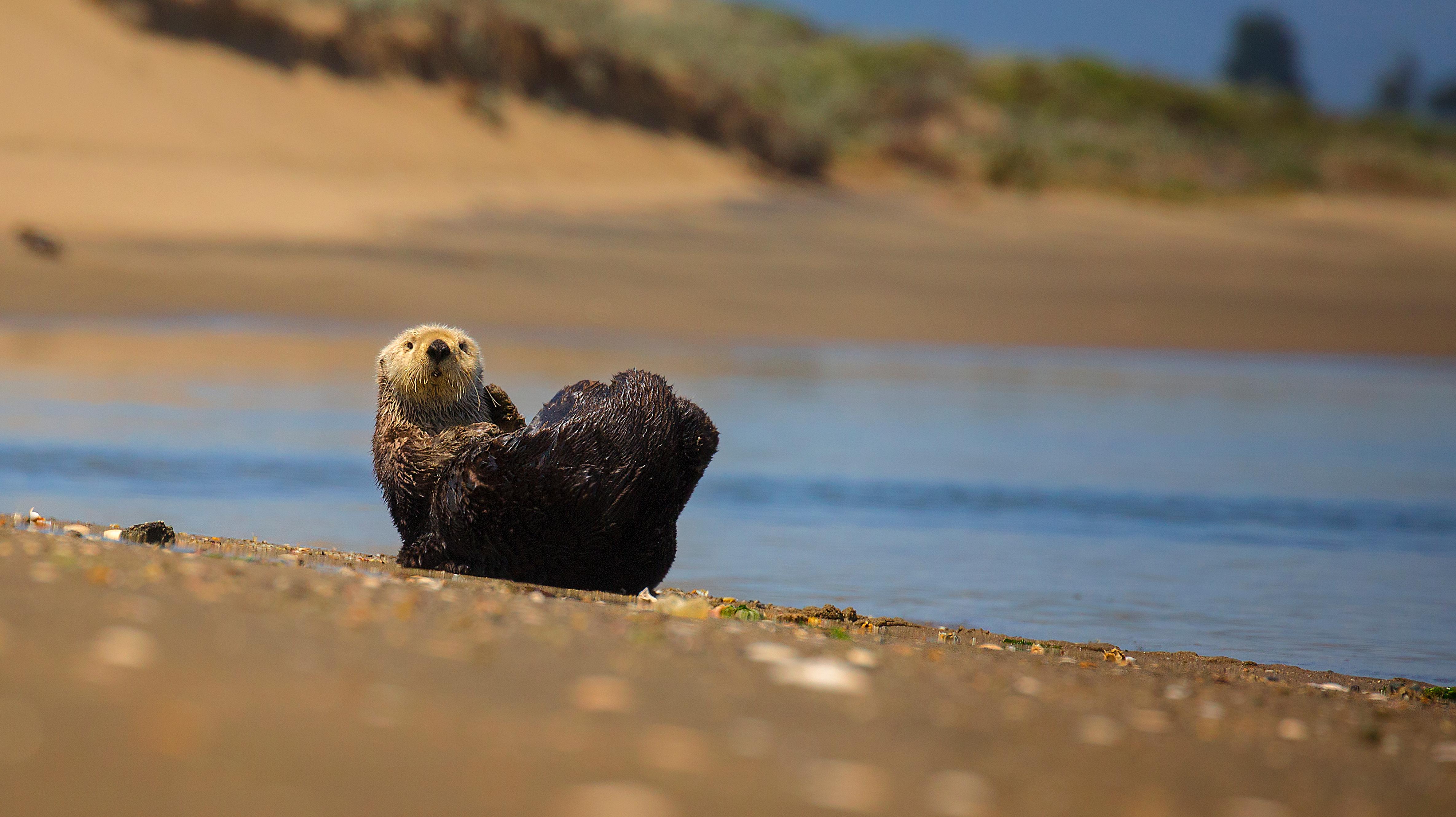 Southern Sea Otters Combat Invasive Crabs, Restore Ecosystem