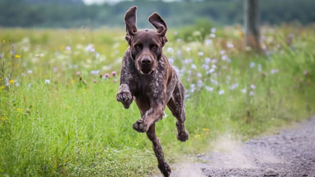 A German Shorthaired Pointer running on a trail.