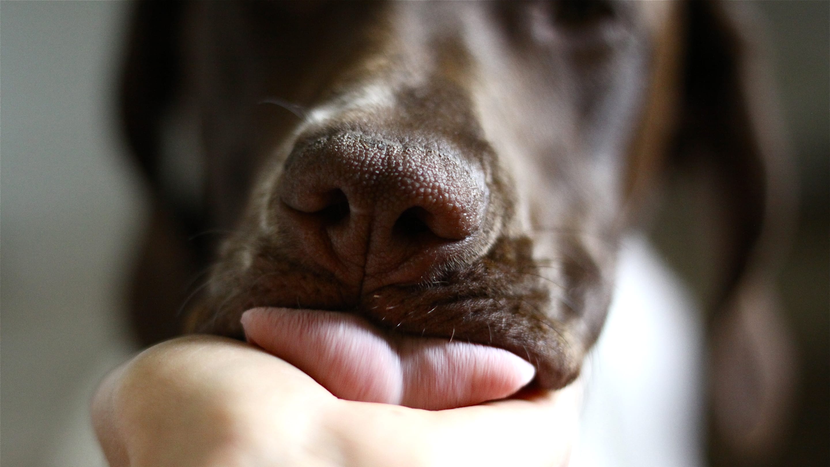 Why Does My Dog Lick Me?