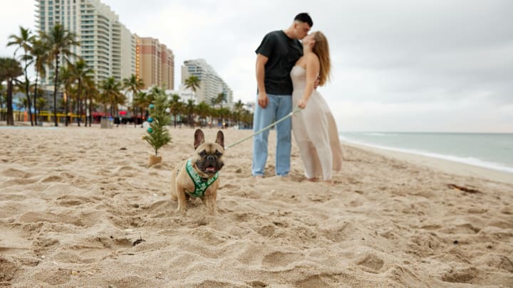 Chewy will pay for your pets expenses during wedding planning. Image Credit to Chewy. 