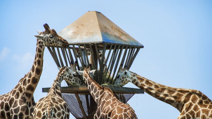 Zoo giraffes feeding, Safari at Six Flags Great Adventure...