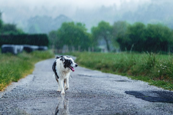 photo of a lost dog in the rain