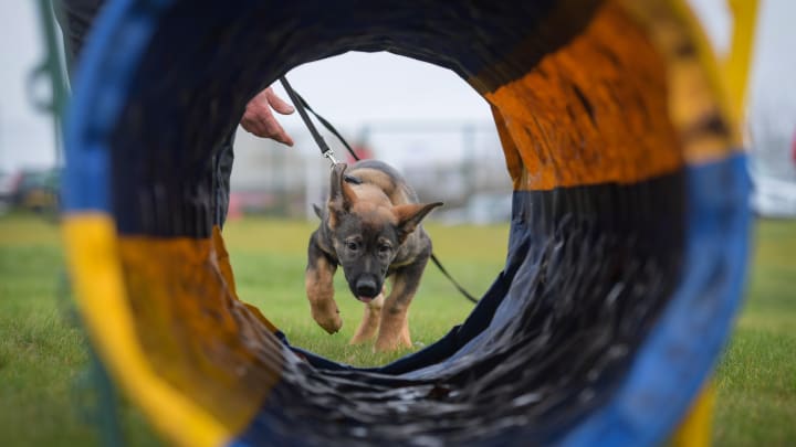 German Shepherd Puppies Start Police Training