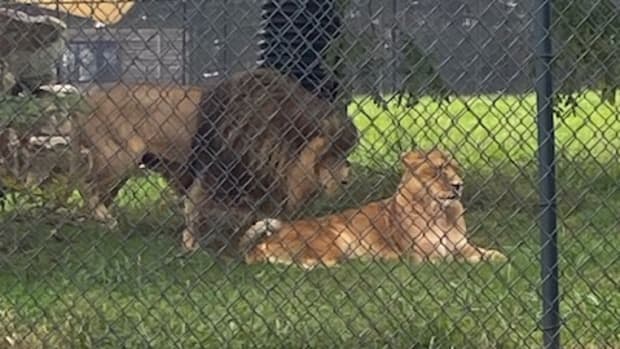 Lions at Nemacolin resort in Pennsylvania
