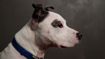 Battersea Dogs Home's Long Stay Dogs