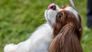 Reese, a Cavalier King Charles Spaniel, looks for a treat after competing in the Waukesha Kennel Club's Summer Splash Dog Show at the Waukesha Expo Center on Saturday, July 30, 2022.

Wcn Dog Show 7924