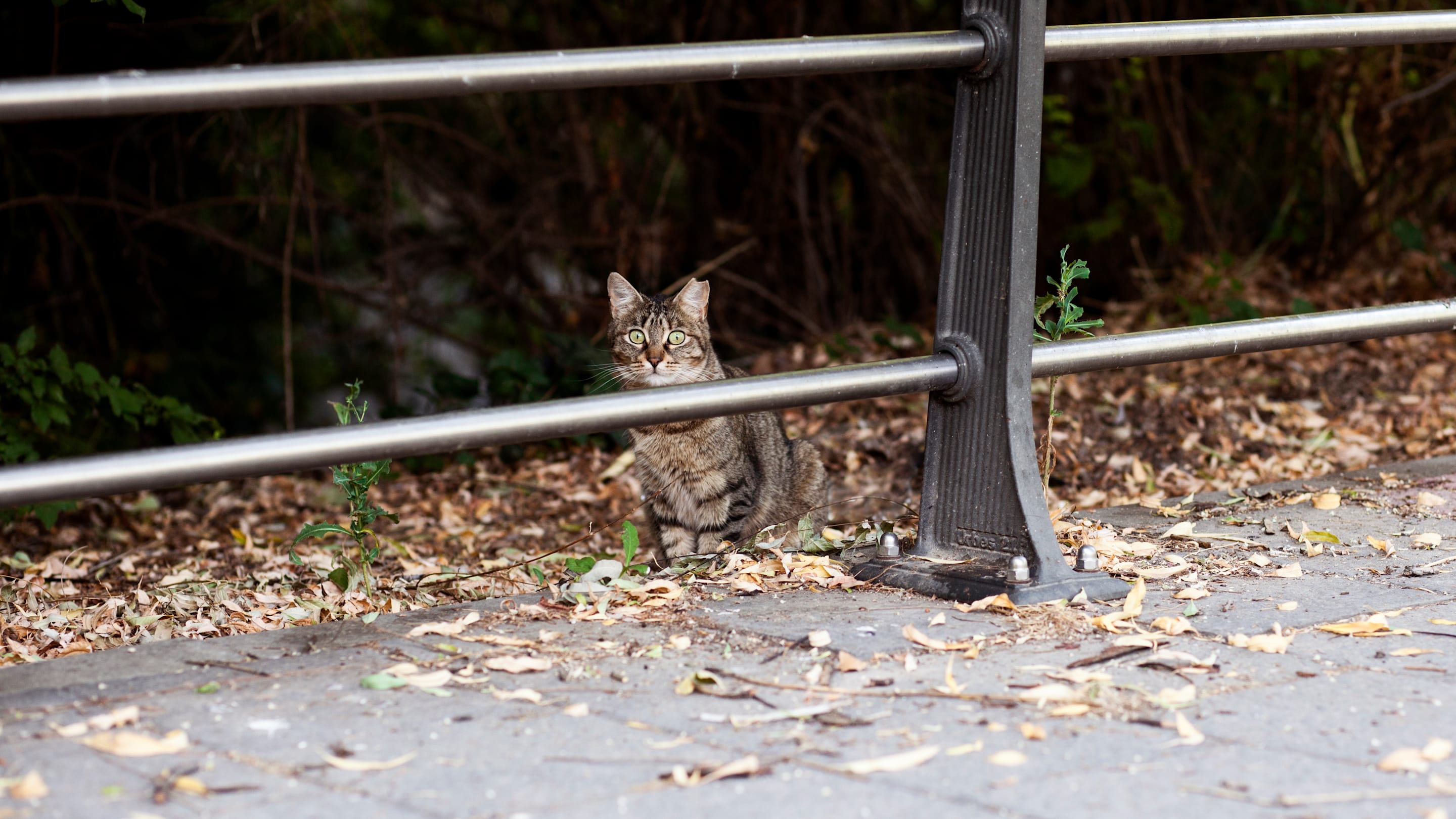 Cat Lost in Yellowstone Is Back Home After Traveling 900 Miles in 2 Months