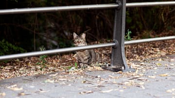 Rayne Beau the cat made an incredible journey.