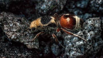 Velvet ants aren‘t actually ants. They‘re fluffy wasps.