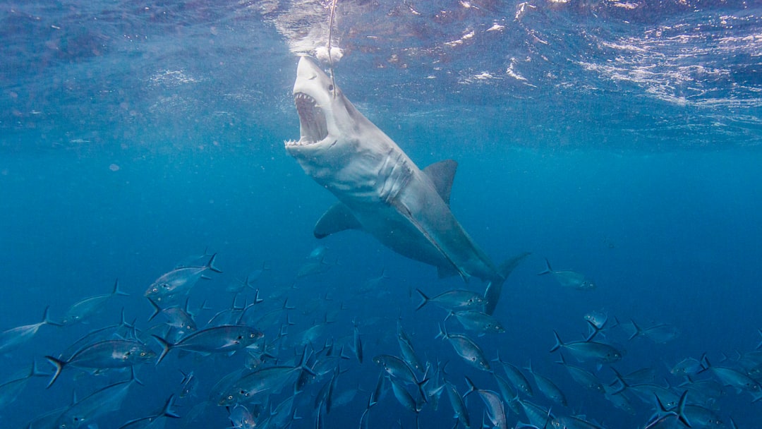 This one was near Southern Australia. This one was near Southern Australia.