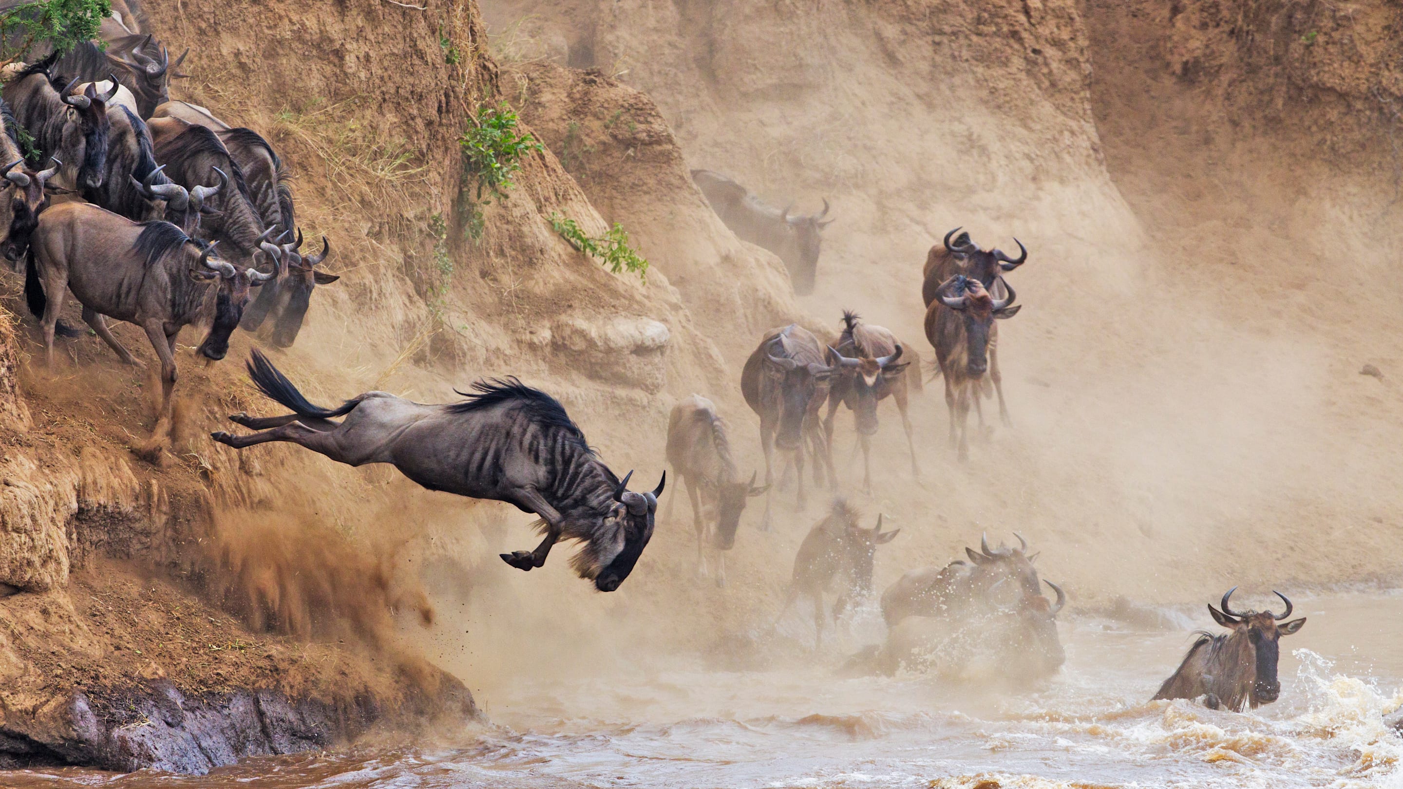 11 Amazingly Long Animal Migrations