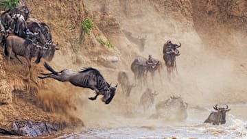 Wildebeest go great distances each year.