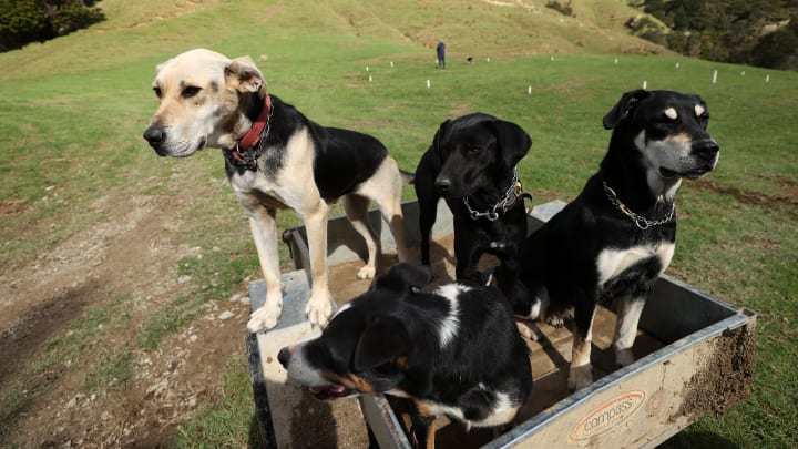 Sheep Dog Trials Delight Locals On Easter Weekend
