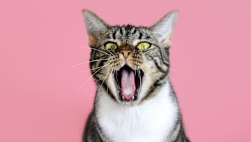 Some might accuse this kitty of gossiping.