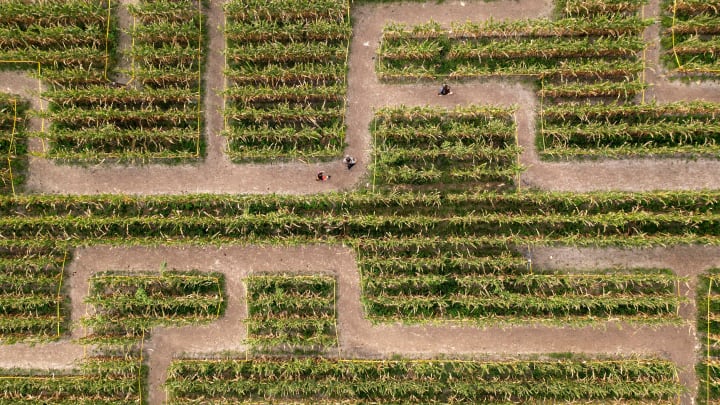 Visitors search for the exit to the corn maze during the Bedner's Farm Fresh Market Fall Festival