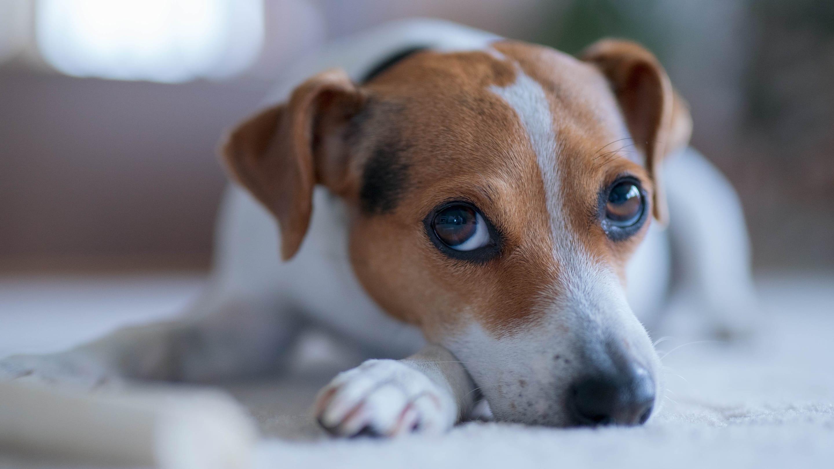 Danish-Swedish Farmdog Gains Full Recognition From the American Kennel Club