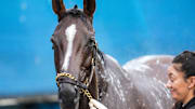 2025 Kentucky Oaks contender Early On gets a bath on Monday morning April 28, 2025 at Churchill Downs in Louisville, Kentucky. Trainer is Saffie Joseph Jr. The horse is 1-3-1 in six starts.