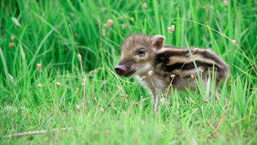 Sorry to this little guy but feral swine are a huge problem.
