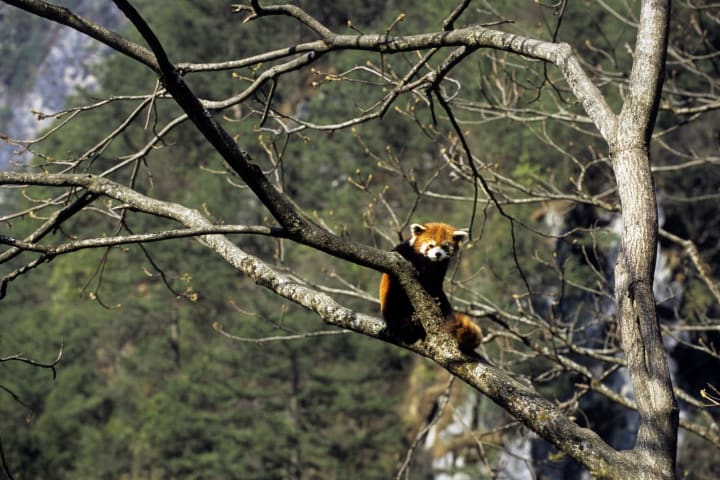 photo of a red panda in a tree