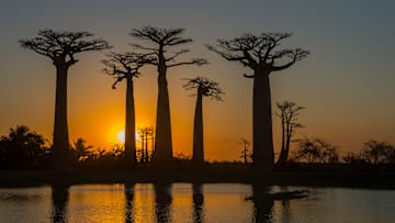 Sunset at Baobab Alley (Grandidier's Baobab trees Adansonia...