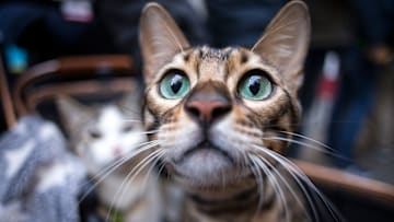 A cat rests in a carriage during the blessing of pets in the...
