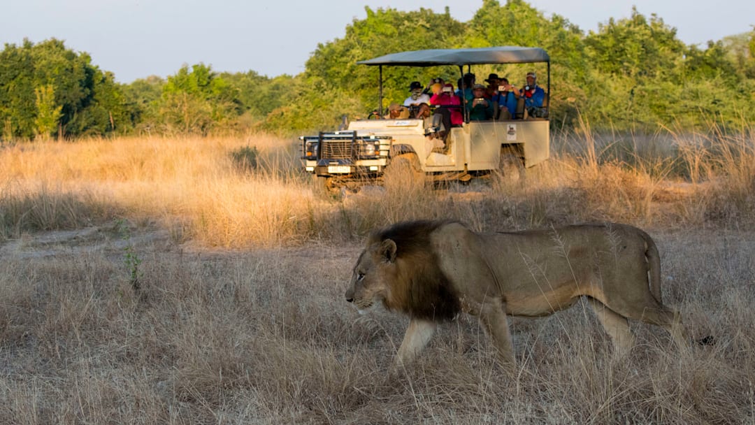 A male lion (Panthera leo) in South Luangwa National Park in...