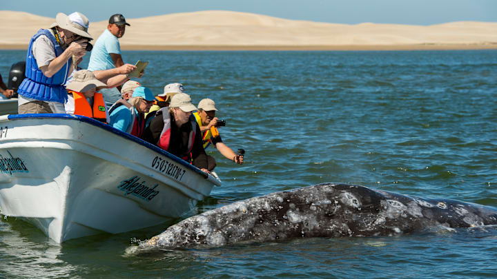 Tourists watching gray whales (Eschrichtius robustus) from a...